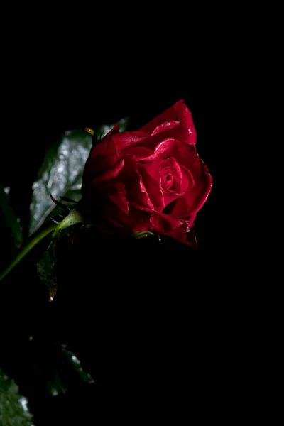 Hermosa rosa de color burdeos exquisito en un tallo sobre un fondo negro. Fotografía de bajo perfil. —  Fotos de Stock