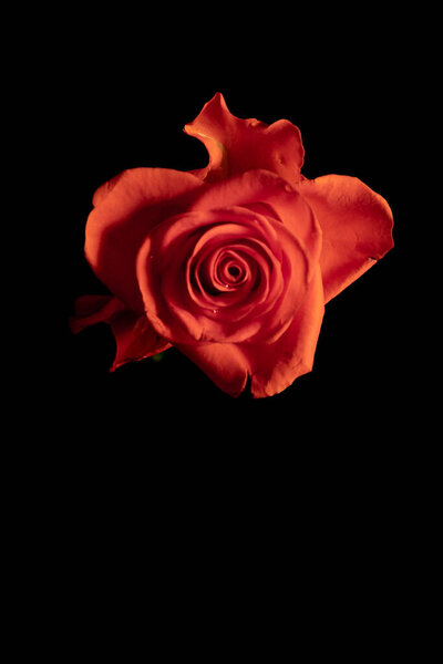 Head of a scarlet rose on a stem on a black background. Low key photography. High quality photo