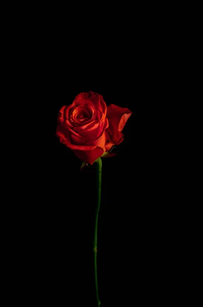 Hermosa rosa roja exquisita sobre un tallo delgado sobre un fondo negro. Fondo oscuro. — Foto de Stock