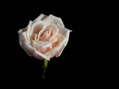 Siyah arka planda bir krem rengi gül. Düşük tuşlu fotoğrafçılık.