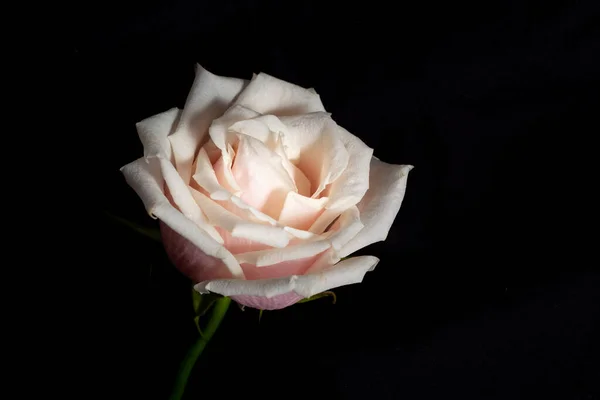 La testa di crema è salita su uno sfondo nero. Fotografia low key. — Foto Stock