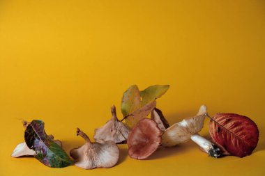 Sarı arka planda mantar ve sonbahar yaprakları. Sonbahar ve kopyalama alanı kavramı.