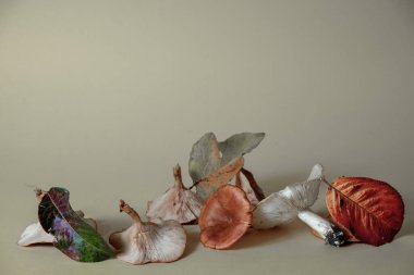 Gri arka planda mantar ve sonbahar yaprakları. Sonbahar ve kopyalama alanı kavramı.