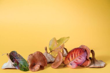 Sarı arka planda mantar ve sonbahar yaprakları. Sonbahar ve kopyalama alanı kavramı.