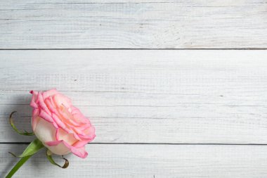 Beyaz ahşap arka planda pembe gül.