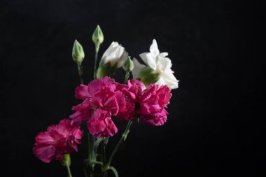 Siyah arka planda ahududu ve beyaz karanfil. Düşük tuşlu fotoğraf ve kopyalama alanı.