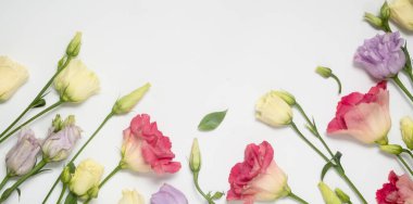 Çiçek arkaplan. Güzel narin Eustoma çiçekleri. Üst görünüm ve kopyalama alanı