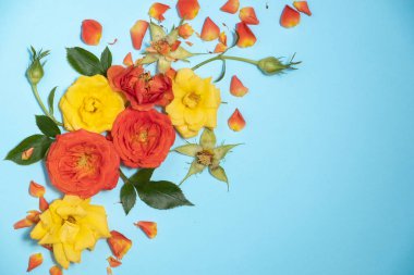 Mavi arka planda turuncu güllerin parlak çiçek deseni. 8 Mart 'ta bahar ve uluslararası kadınlar günü kavramı.