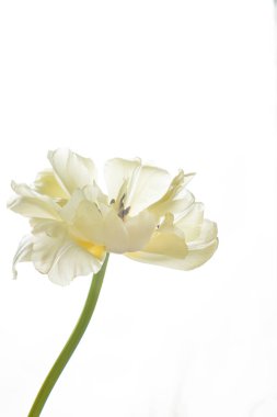 Beyaz arka planda beyaz, narin bir lale. Kozmetik reklamları ve vücut bakımı için şeffaf yapraklar. Dikey fotoğraf ve kopyalama alanı.