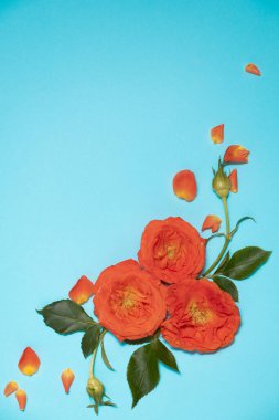 Mavi arka planda turuncu güllerin parlak çiçek deseni. 8 Mart 'ta bahar ve uluslararası kadınlar günü kavramı. 