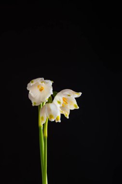Siyah arka planda beyaz çiçekler var. Bahar konsepti Alçak tuş görüntüsü ve kopyalama alanı.