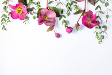 Beyaz arka plana karşı çiçek çerçevesi. Düz konum, üst görünüm, kopyalama alanı. Hellebore çiçekleri ve okaliptüs dalları