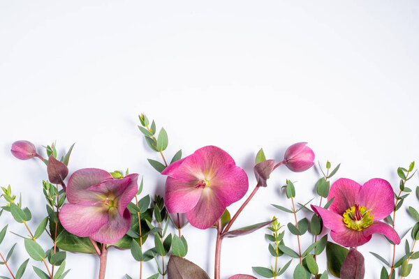 Floral frame against white background. Flat lay, top view, copy space. Hellebore flowers and eucalyptus branches.