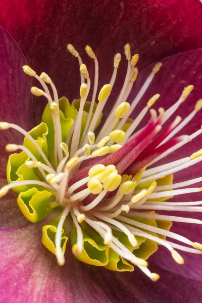 Macro photo. Extreme flower close-up hellebore. Beautiful burgundy flower, stamens and petals. — Stock Photo, Image