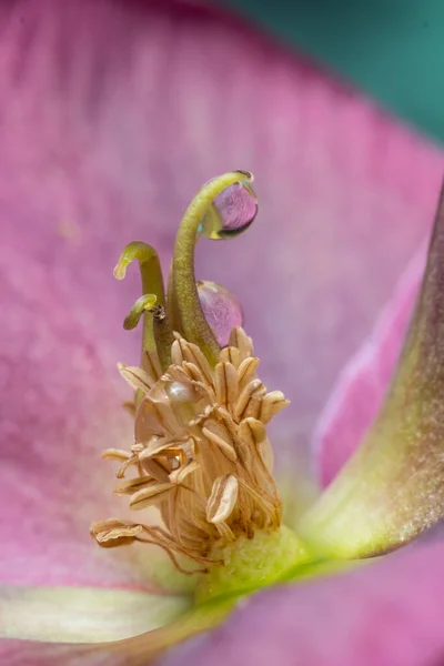 Extrémní detailní záběr tyčinek a okvětních lístků z Hellebore. Zvětšená, surrealistická fotografie. rozmazané a selektivní zaměření — Stock fotografie