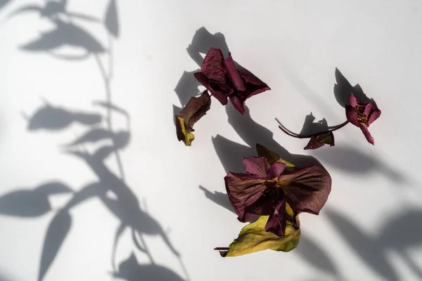 Dried burgundy flower and abstract shadows on a white background