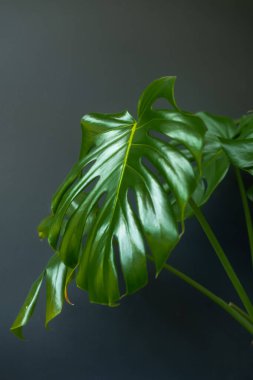 Canavarın yeşil yaprakları koyu bir arkaplanda.