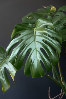 Canavarın yeşil yaprakları koyu bir arkaplanda.