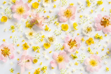 Çiçek arkaplan. Düz yerde, üst tarafta. Beyaz arka planda pastel renkli güzel çiçek deseni