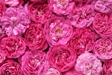 Çiçekli arka plan, çok renkli güller. Yukarıdan bak. Kozmetik arka plan. Yüksek kalite fotoğraf