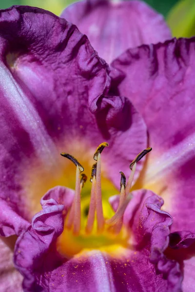 Flor Extrema Close Macro Foto Lilac Lily Foco Suave Desfocado — Fotografia de Stock