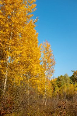 Sonbahar manzarası. Parlak mavi gökyüzüne karşı sarı ağaçlar. dikey resim