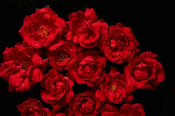 Rote Rosen Und Grüne Blätter Auf Schwarzem Hintergrund — Stockfoto