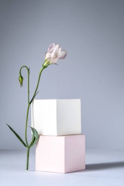 Gri zemin üzerinde geometrik şekiller olan kozmetik arka plan. İki kübik podyum ve Eustoma çiçeği. Kozmetik ürünlerinin tanıtımı için bir model
