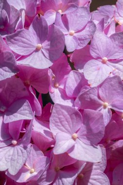 Güzel açık leylak ortancaları yakın plan. Tam kare. Dikey fotoğraf