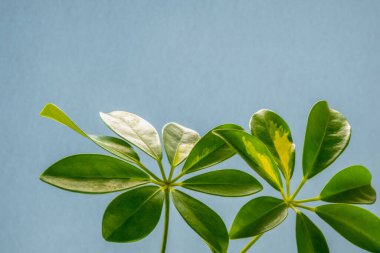 Gri arkaplanda Schefflera yaprakları var. Modern bir iç mekanda iç mekanlar..