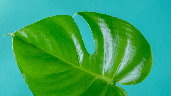 Jong blad van monstera close-up op een blauwe achtergrond. het begrip minimalisme. Woonplanten in een modern interieur. Zwitserse kaasfabriek — Stockfoto