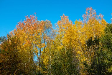 Sonbahar manzarası. Parlak mavi gökyüzüne karşı sarı ağaçlar