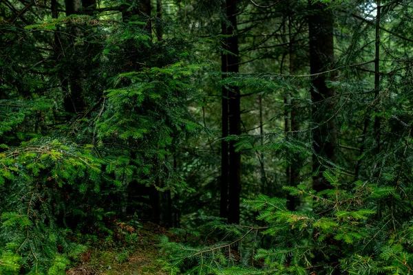 落葉樹林の美しい暗い森の風景 — ストック写真