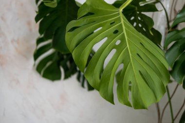 Canavarın yeşil yaprakları gri arka planda. Modern bir iç mekanda ev bitkileri. Bulanık arkaplan ve seçici odak.