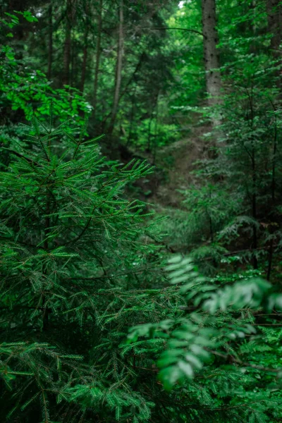 針葉樹林の中の暗い森の風景 前景がぼやけて — ストック写真