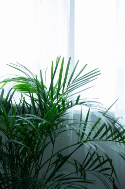 Chamedorea palmiyesi büyük bir pencerenin yakınında. Modern bir iç mekanda ev bitkileri. Bulanık ve seçici odaklanma