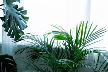 Chamedorea palmiyesi büyük bir pencerenin yakınında. Modern bir iç mekanda ev bitkileri. Bulanık ve seçici odaklanma