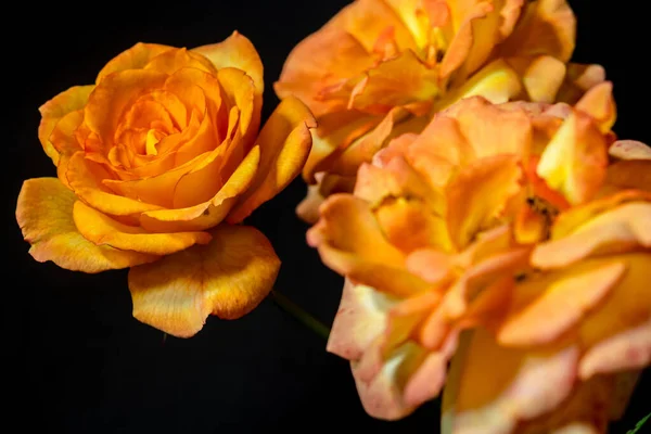 Piękne Pomarańczowe Róże Czarnym Tle Zdjęcie Poniżej Pasa Ekstremalne Zbliżenie — Zdjęcie stockowe