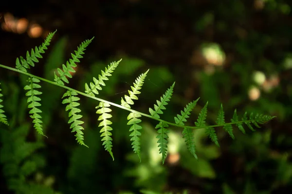 Lindas Folhas Samambaia Crescem Floresta Borrão Foco Seletivo — Fotografia de Stock