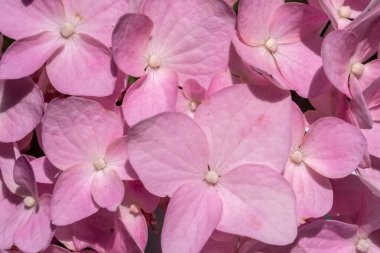 Ortanca pembe yakın plan. Tam çerçeve