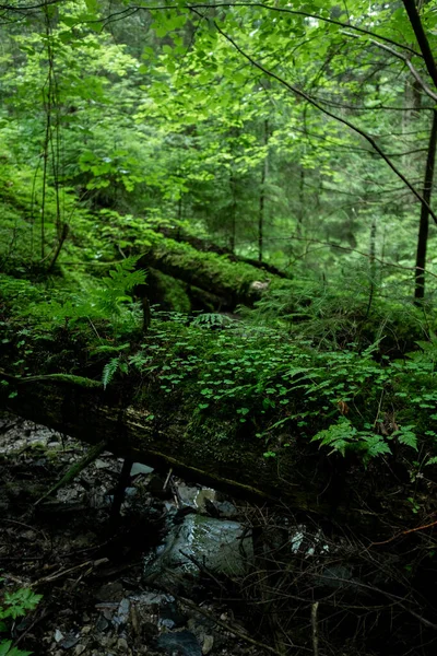 Потік Лісі Старі Моховинні Падаючі Дерева Похмурий Лісовий Пейзаж Хвойному — стокове фото