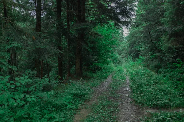 悲観的な緑の森の中の広い森の道。針葉樹や低木。ぼかしと選択的フォーカス. — ストック写真