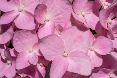 Güzel pembe ortanca yakın plan. Doğal ışık. Tam çerçeve