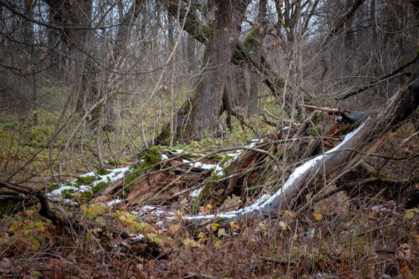 Geada Floresta Neve Nos Troncos Das Árvores Paisagem Sombria Sombria — Fotografia de Stock
