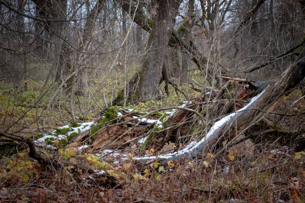 Мороз Лісі Сніг Стовбурах Дерев Тьмяний Похмурий Лісовий Пейзаж — стокове фото