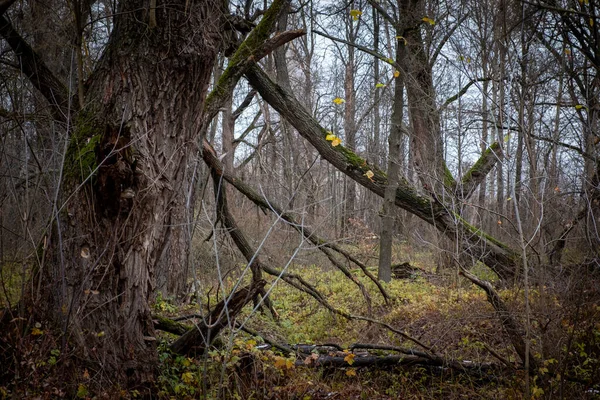 Smutná Lesní Krajina Pozdní Podzim Padající Listí — Stock fotografie