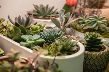 Farklı saksılardaki sulu bitkiler gibi. İç mekandaki bitkiler.