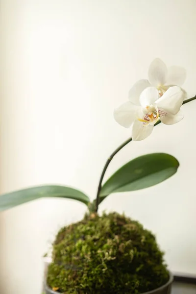 Composizione Floreale Orchidea Bianca Phalaenopsis Adelaide Palla Muschio Uno Sfondo — Foto Stock
