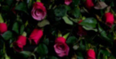 Yeşil yapraklı kırmızı güllerin bulanık görüntüsü yumuşak, romantik bir çiçek arkaplanı oluşturuyor. Soyut bokeh dokusu aşk, sevgililer ve düğün temalı tasarımlar için mükemmeldir.. 