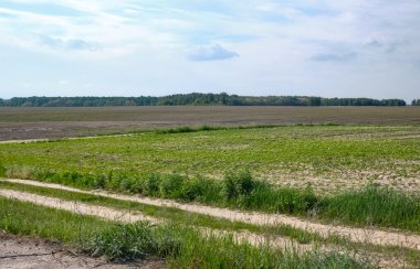 Panoramic view of a countryside field with short green vegetation, a winding dirt road in the foreground, and a row of trees on the horizon. The sky is wide and light blue with soft clouds. 